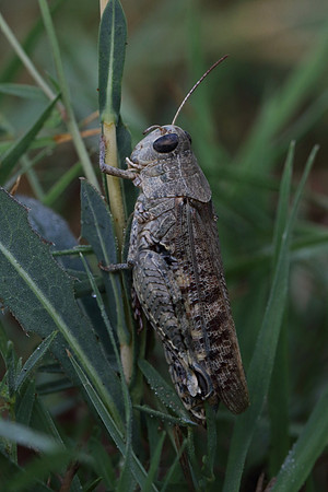 Italian Locust 1