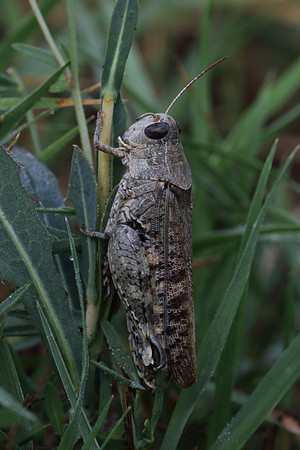 Italian Locust 2