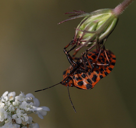 Italian Striped Bug 2