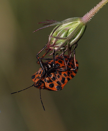 Italian Striped Bug 1