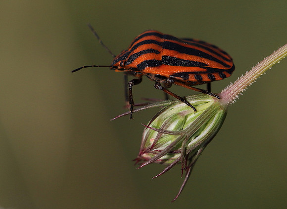 Italian Striped Bug 3