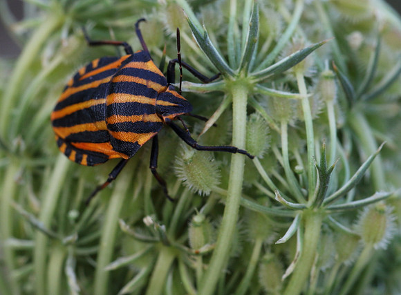 Italian Striped Bug 4