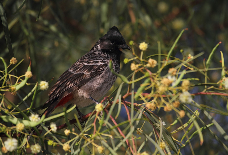 Red Vented Bulbul