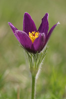 Pasque Flower