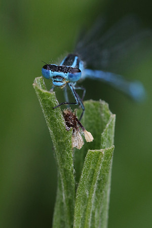 Azure Damselfly #5