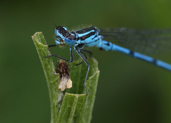 Azure Damselfly #4