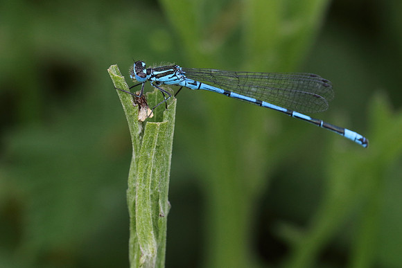 Azure Damselfly #1