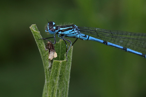 Azure Damselfly #3