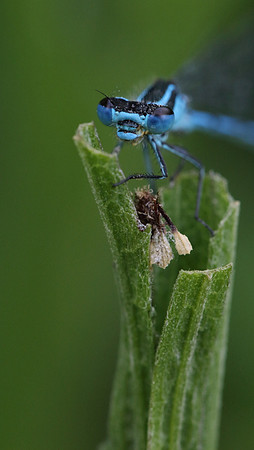 Azure Damselfly #6