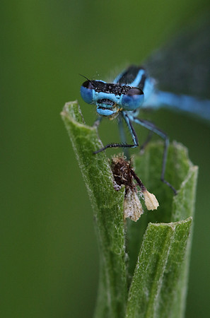 Azure Damselfly #6a