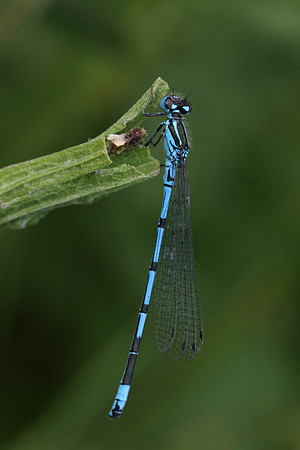 Azure Damselfly #8