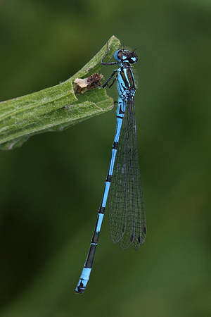 Azure Damselfly #8a
