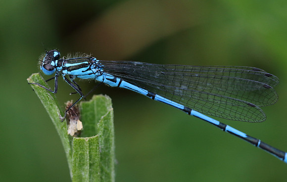 Azure Damselfly #9