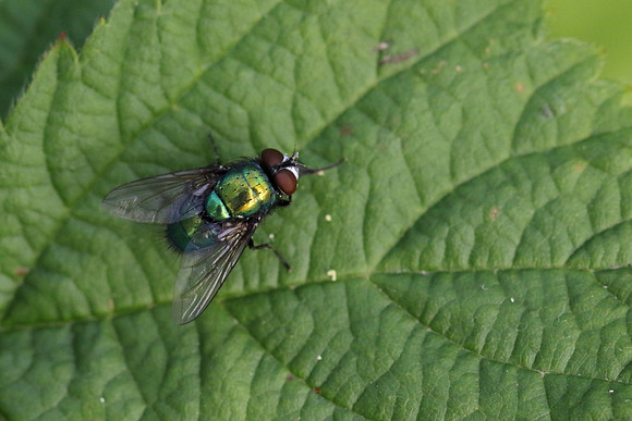 Green Bottle #1