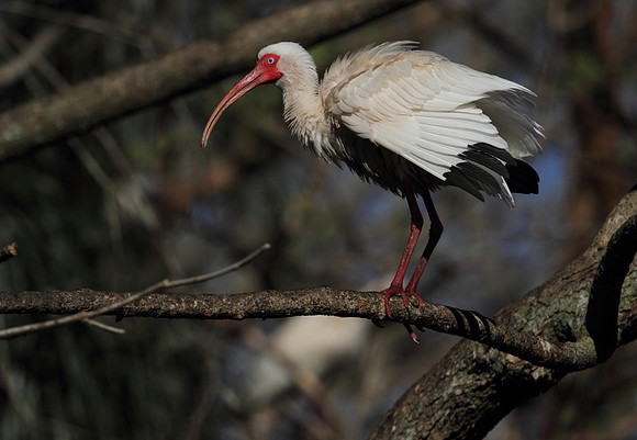 White Ibis