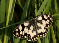 Marbled White #2