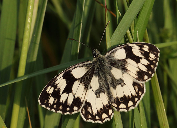 Marbled White #2