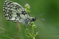 Marbled White #3