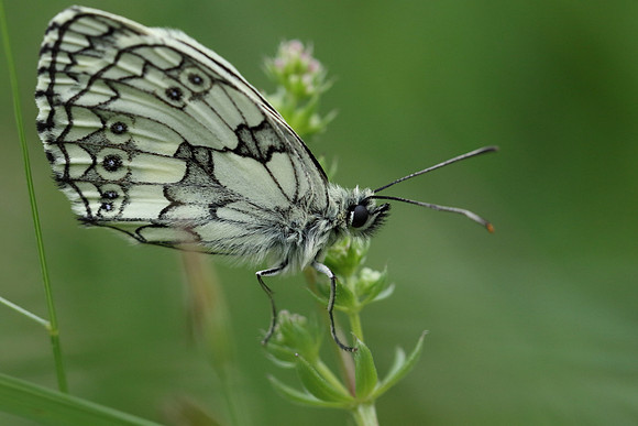 Marbled White #3
