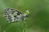 Marbled White #4