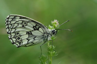Marbled White #4a