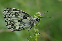 Marbled White #5