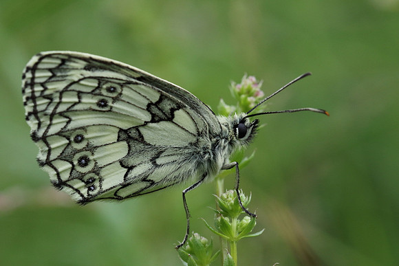 Marbled White #5