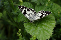 Marbled White #6