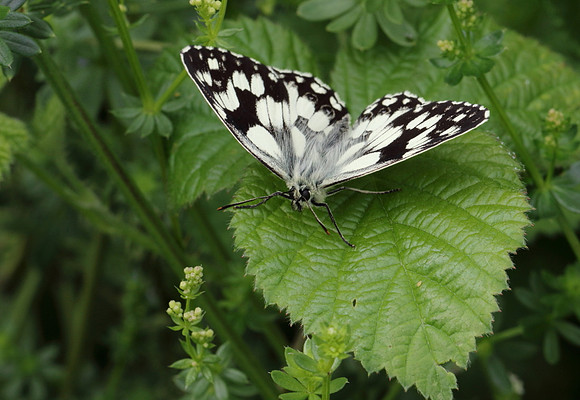 Marbled White #7