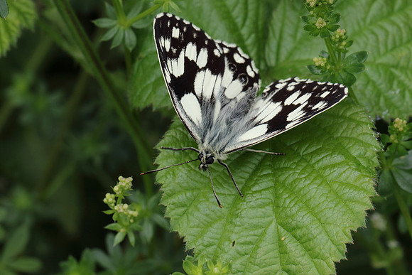 Marbled White #8