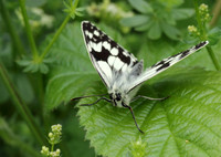 Marbled White #9