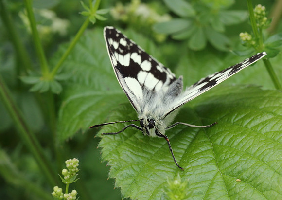 Marbled White #9