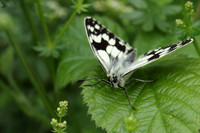 Marbled White #10