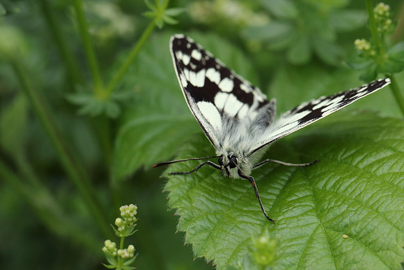 Marbled White #10