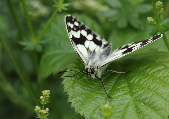 Marbled White #10a
