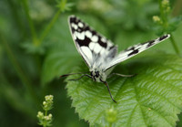 Marbled White #11
