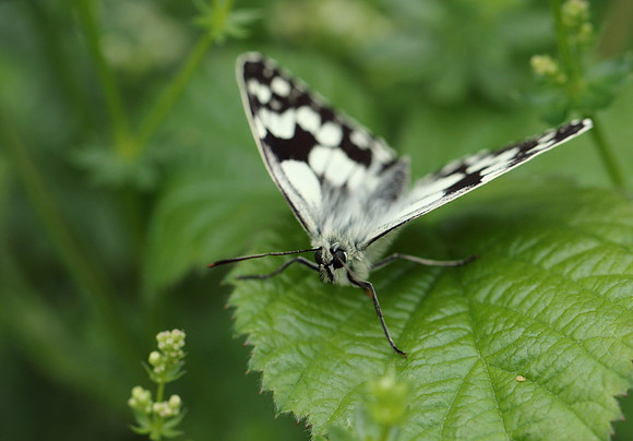 Marbled White #11