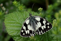 Marbled White #12