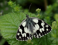 Marbled White #12a