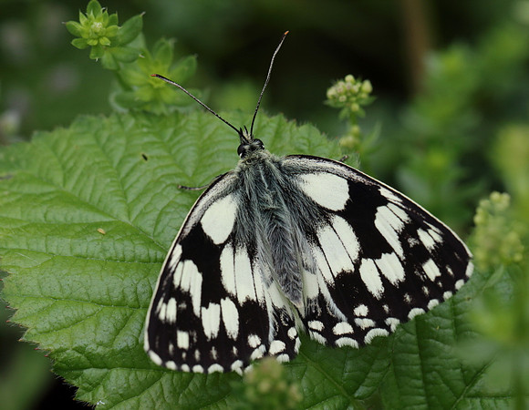 Marbled White #12a