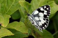 Marbled White #13