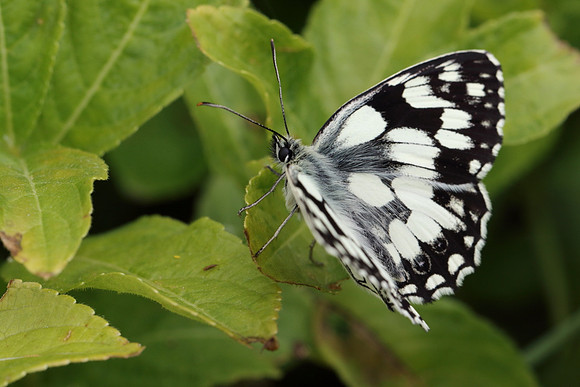 Marbled White #13