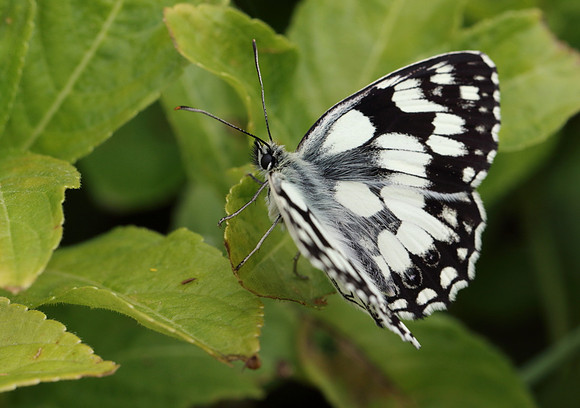 Marbled White #13a