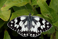 Marbled White #14