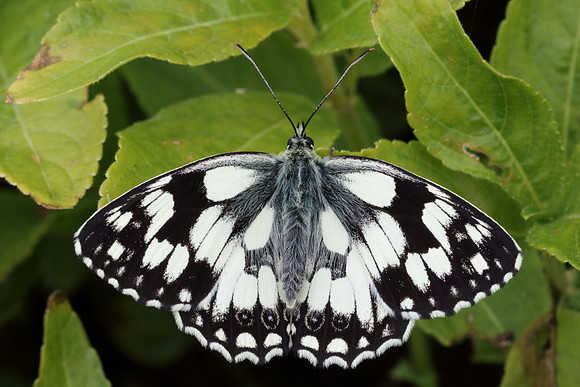 Marbled White #14a