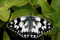 Marbled White #15