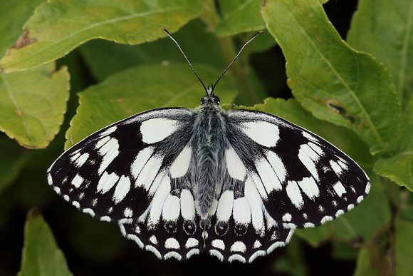Marbled White #15