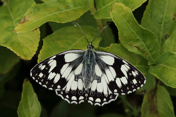 Marbled White #16a