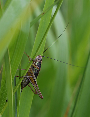 Grasshopper #2a