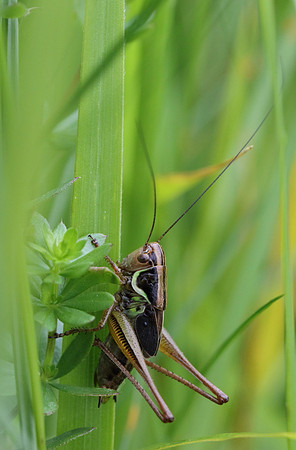 Grasshopper #1